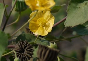 Abutilon Indicum Abutilonul Indian Natură