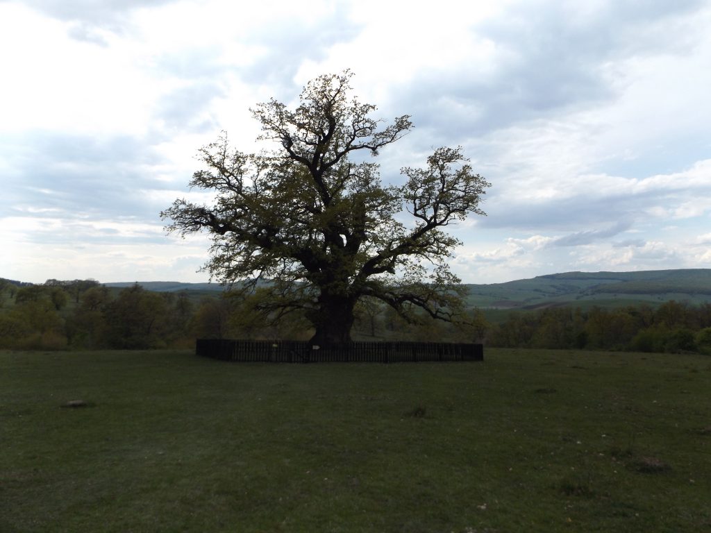 Cei mai bătrâni copaci din România – Natură si Plante
