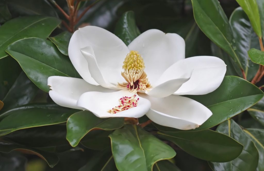 Magnolia officinalis- Magnolia – Natură