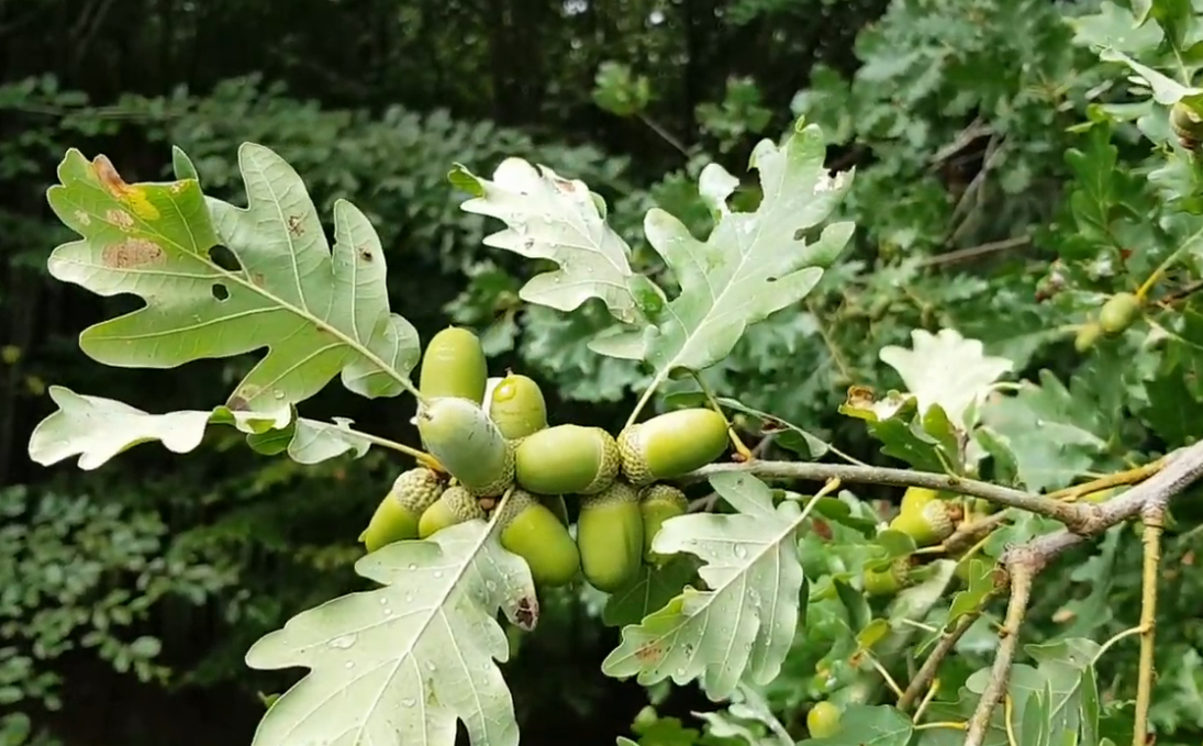 Quercus petraea- Gorunul – Natură