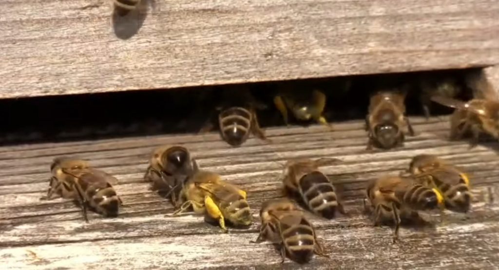 20 Mai- Ziua Mondială a Albinelor – Natură